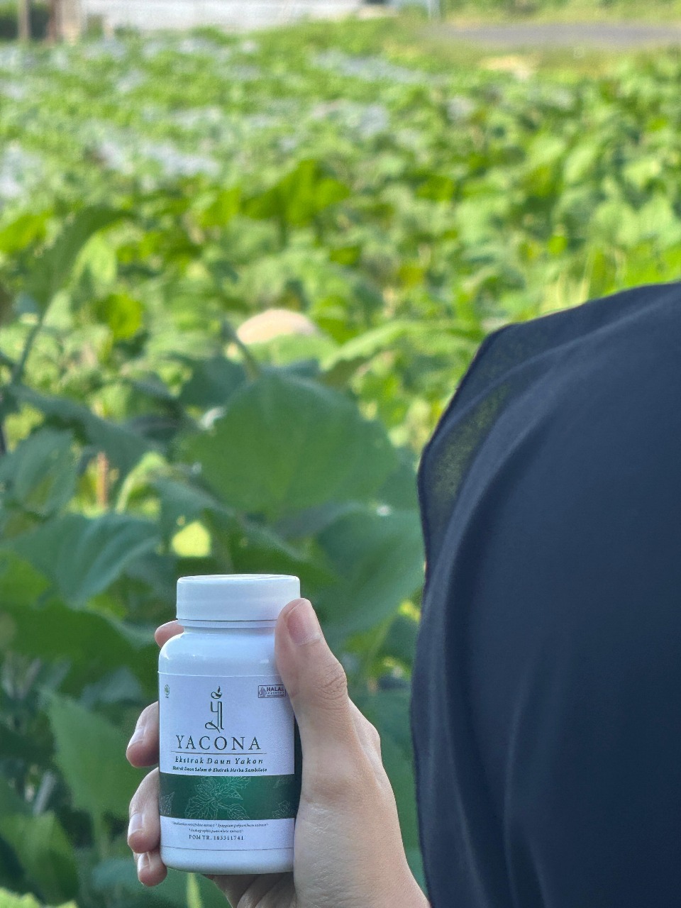 Detoks Tubuh dengan Herbal Alami: Manfaat Luar Biasa dari Yacon