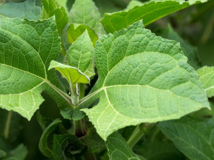 Rahasia Daun Yacon: Tanaman Herbal Penurun Gula Darah Secara Alami