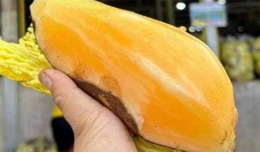 Ubi Yacon, Si Manis yang Aman untuk Penderita Diabetes